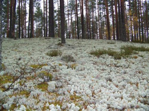 Moosiger Wald (100_0470.JPG) wird geladen. Eindrucksvolle Fotos aus Lettland erwarten Sie.